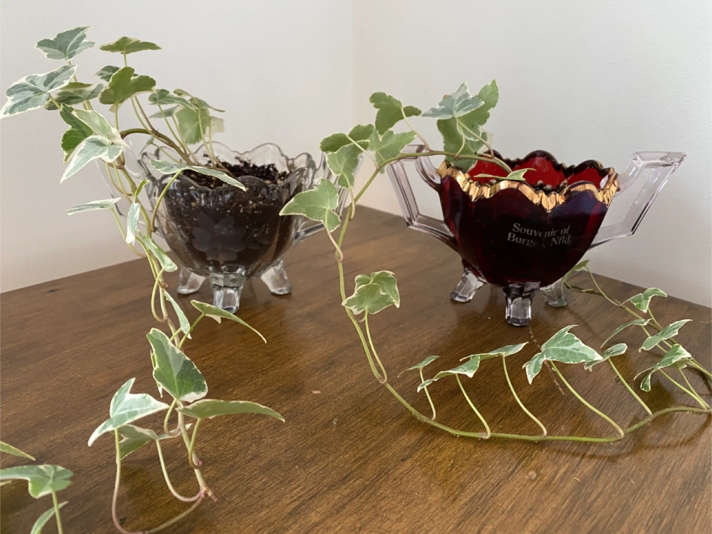 2 Ivy Plants in Vintage Glass Dishes