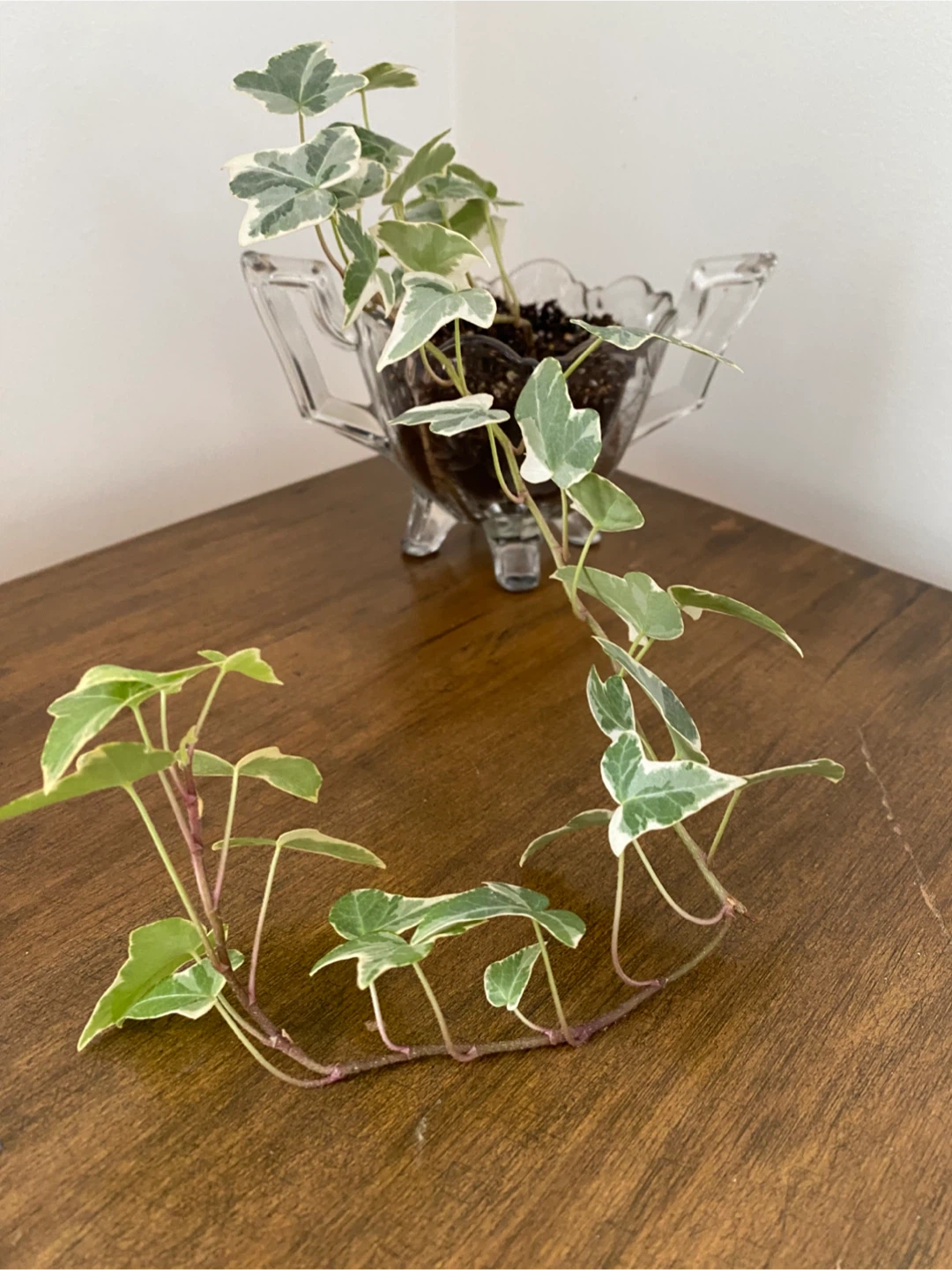 2 Ivy Plants in Vintage Glass Dishes - photo 3