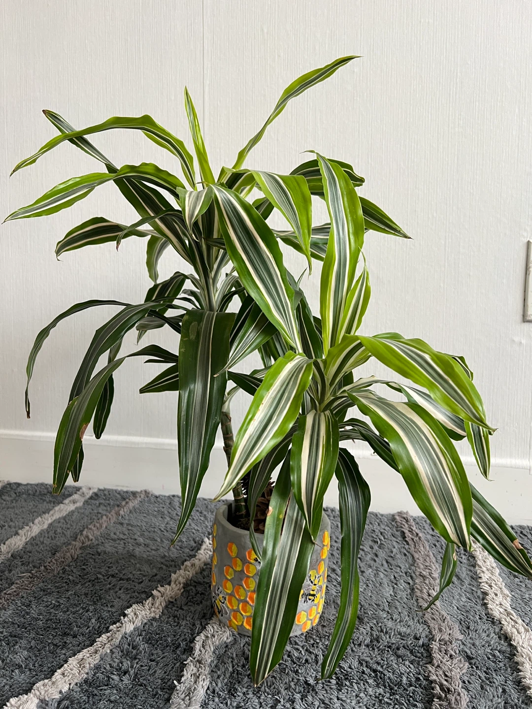 Variegated lime green Plant in Bee Pot