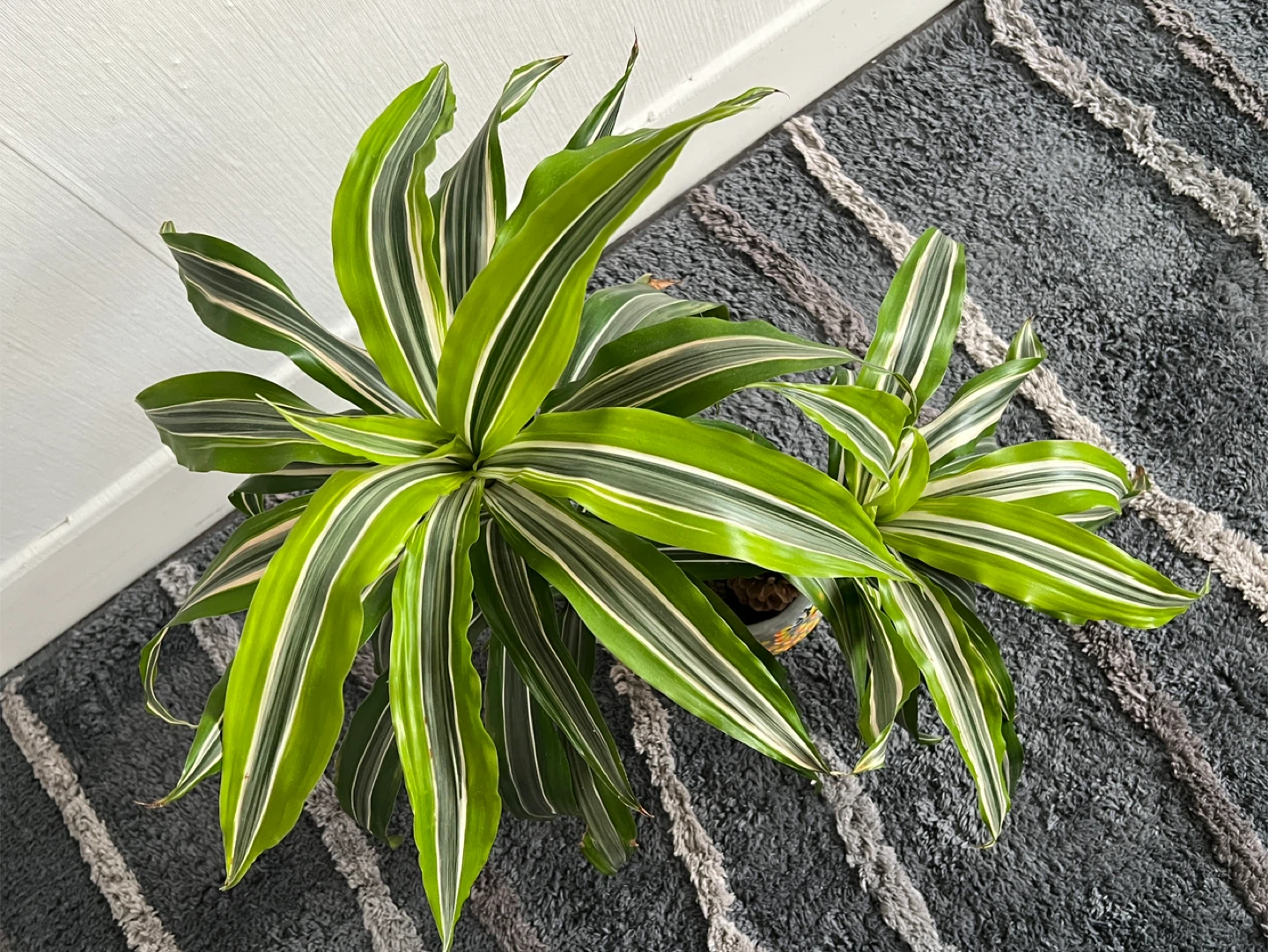 Variegated lime green Plant in Bee Pot - photo 2