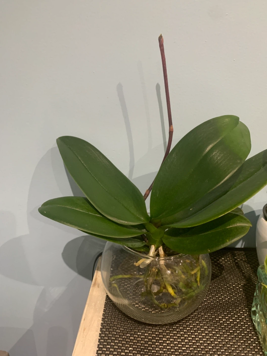 Phalaenopsis Orchid Plant in Glass Vase