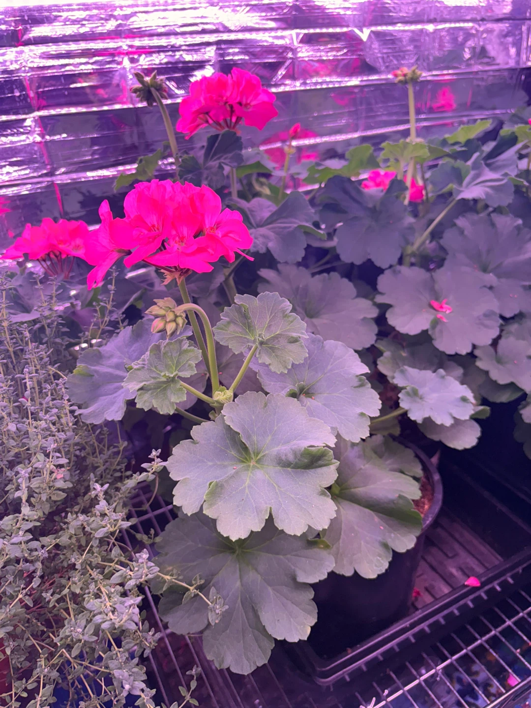 Hot Pink full grown Geraniums - photo 3