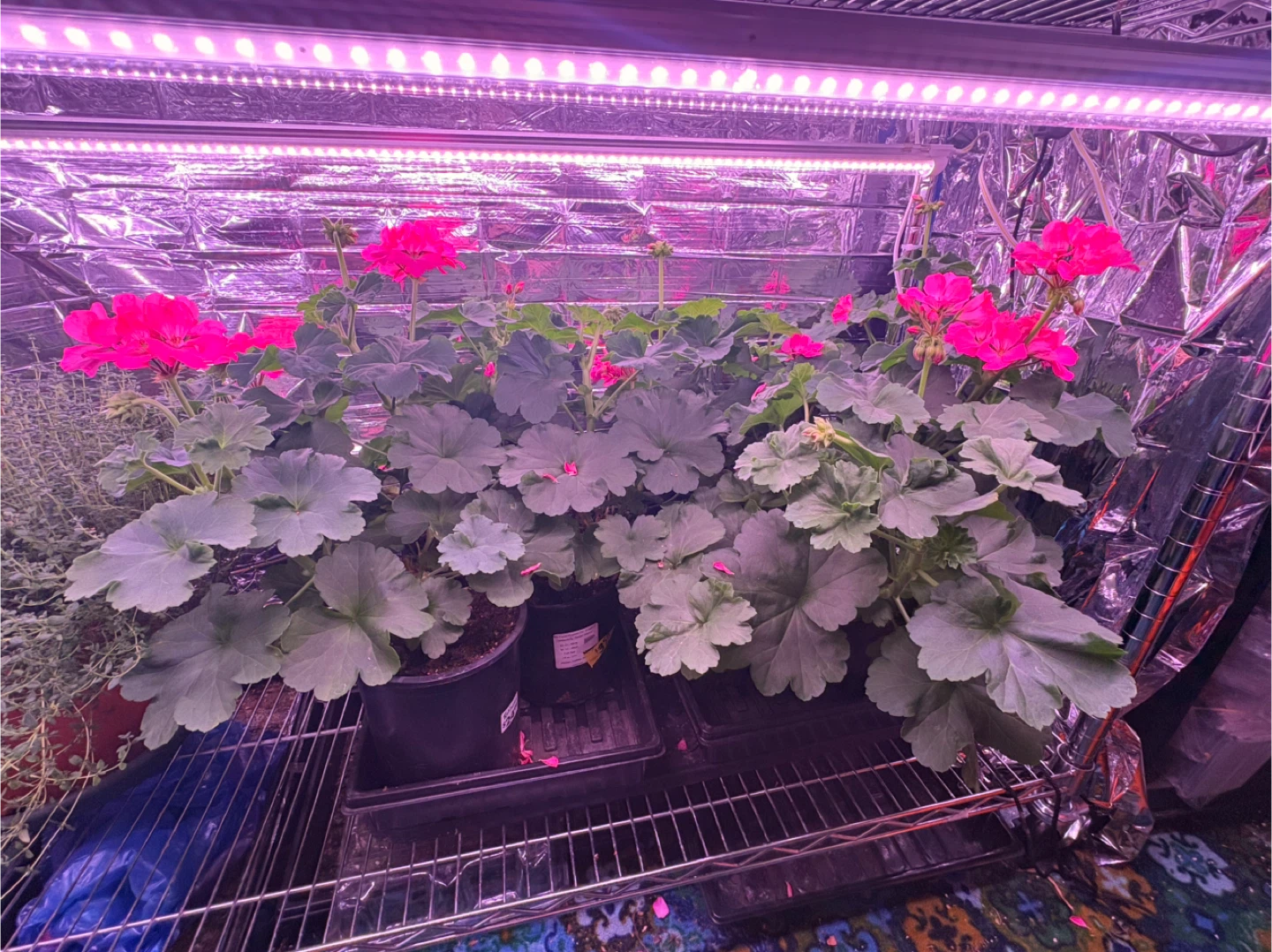 Hot Pink full grown Geraniums