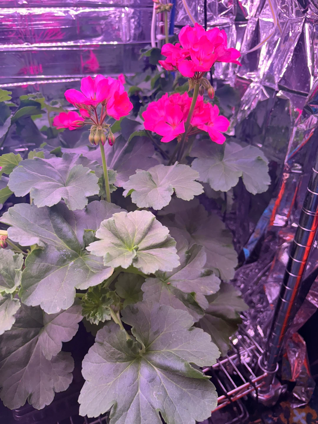 Hot Pink full grown Geraniums - photo 2