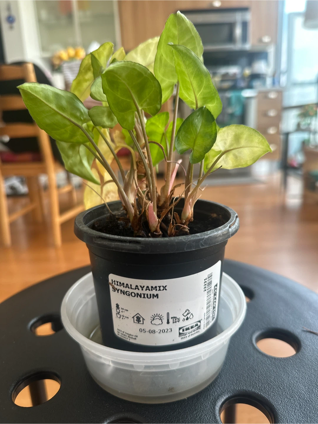 Himalayamixt Syngonium Plant