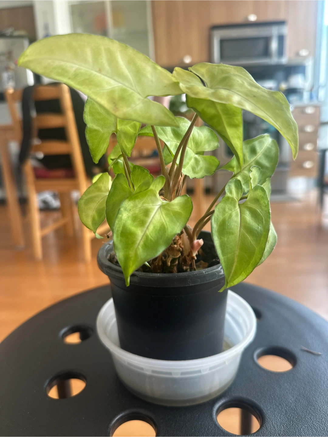 Himalayamixt Syngonium Plant - photo 3
