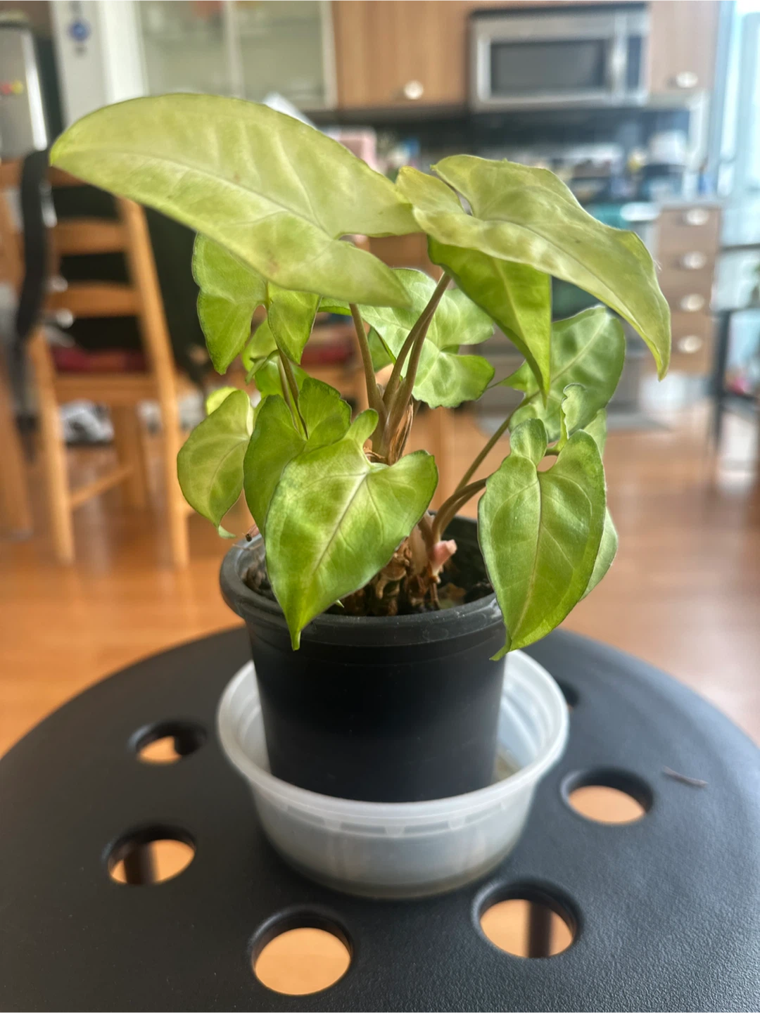 Himalayamixt Syngonium Plant - photo 2