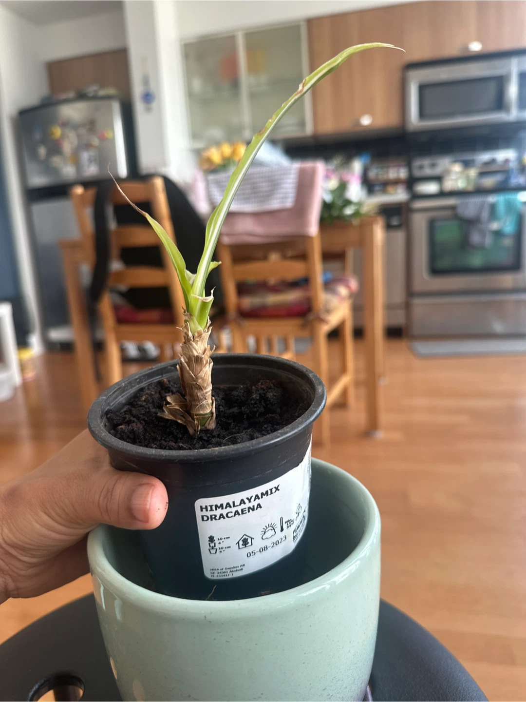 Dracaena Himalaya Mix Plant