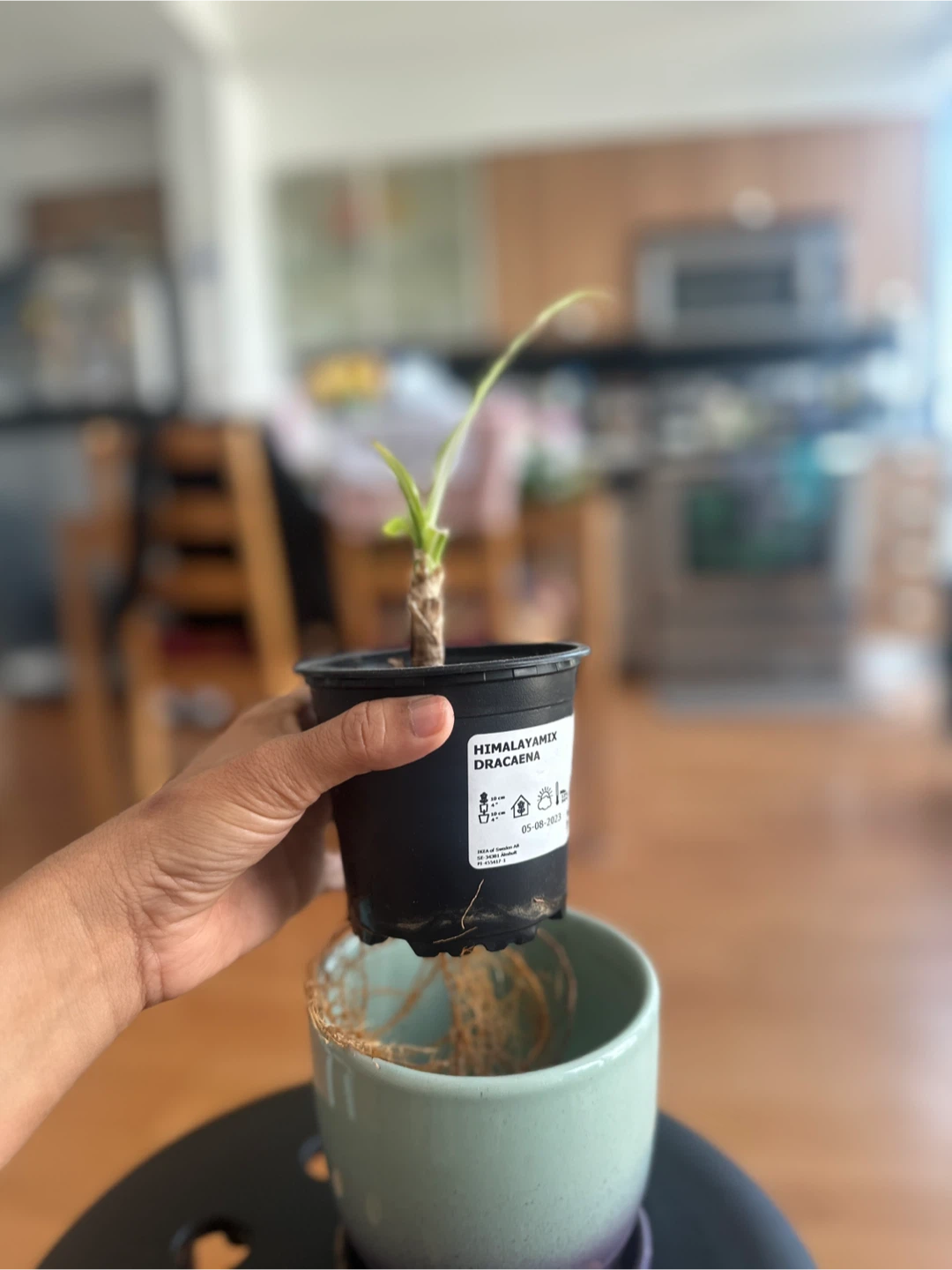 Dracaena Himalaya Mix Plant - photo 4