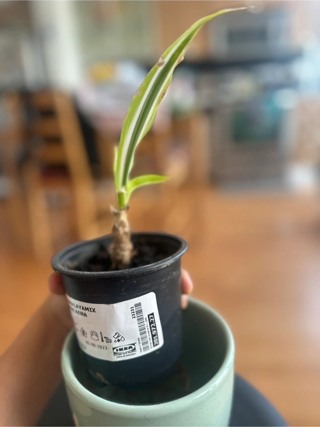 Dracaena Himalaya Mix Plant - photo 3