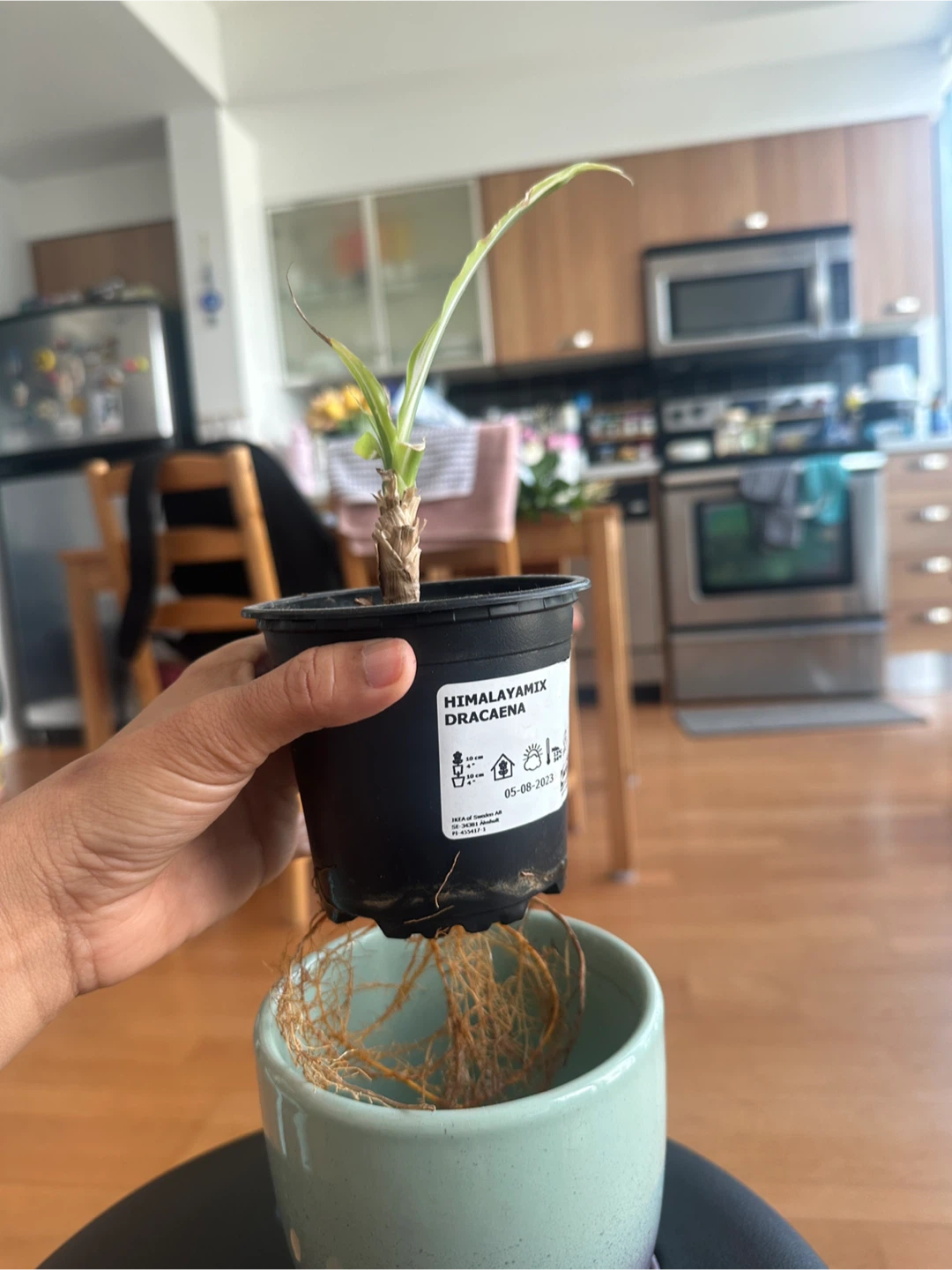 Dracaena Himalaya Mix Plant - photo 2