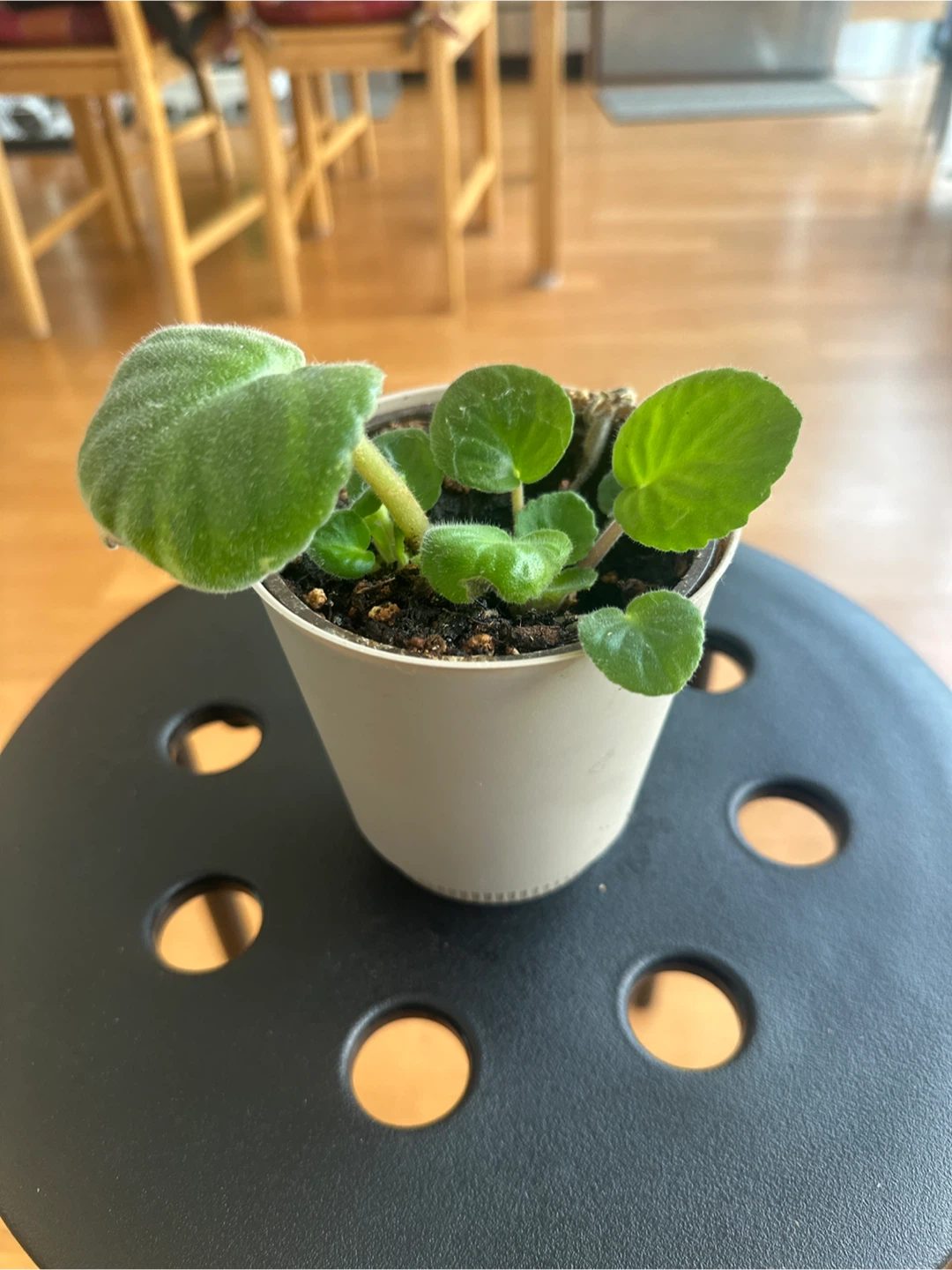 4" African Violet Deco Plant