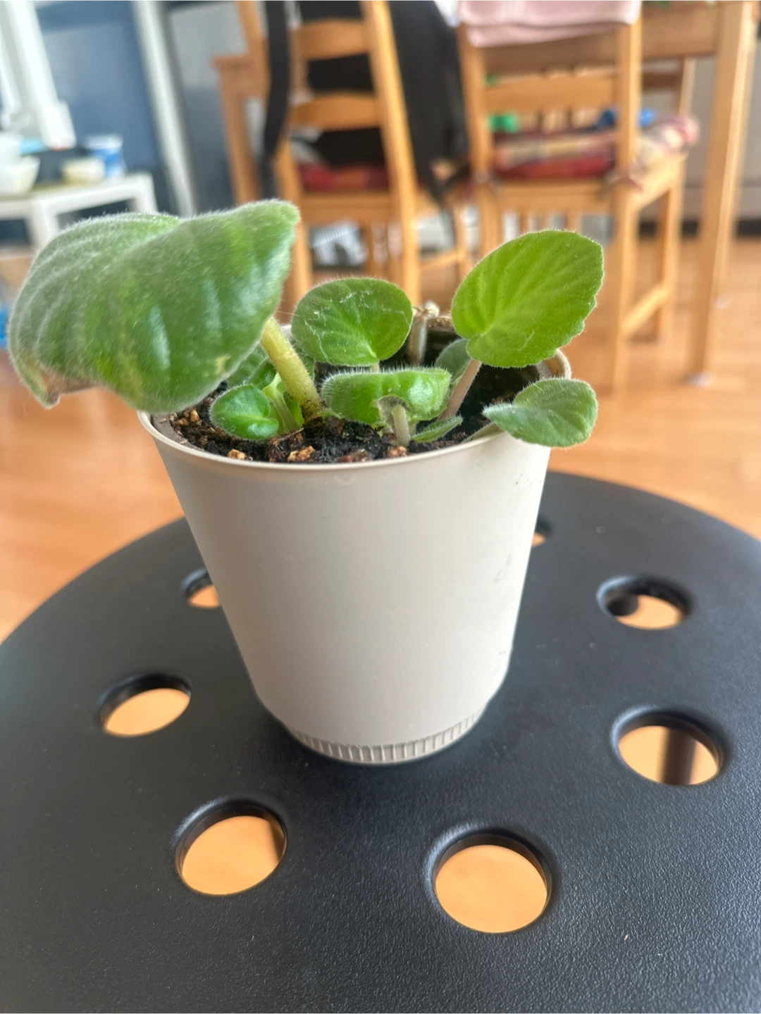 4" African Violet Deco Plant - photo 2