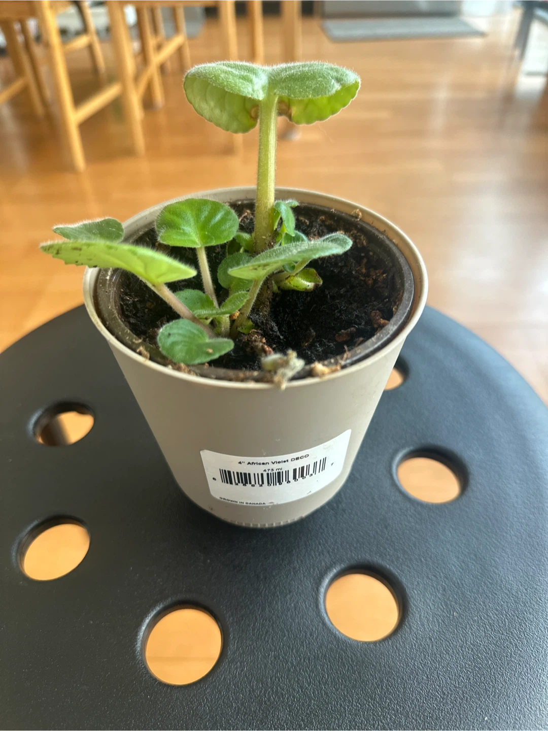 4" African Violet Deco Plant - photo 3
