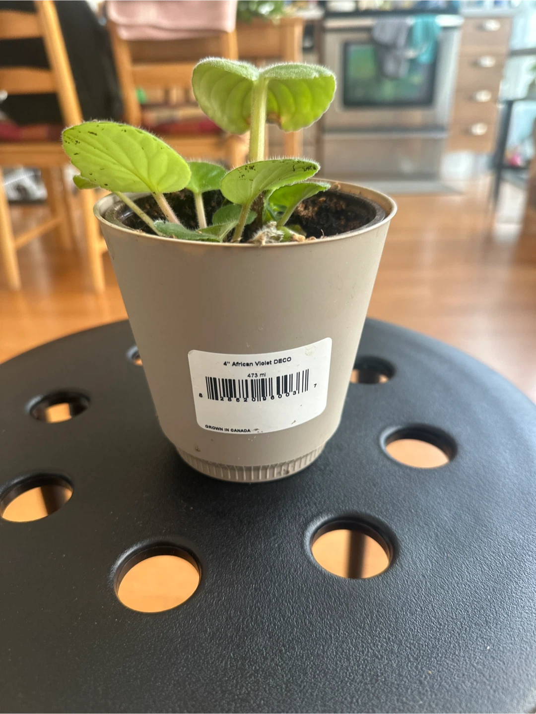 4" African Violet Deco Plant - photo 4