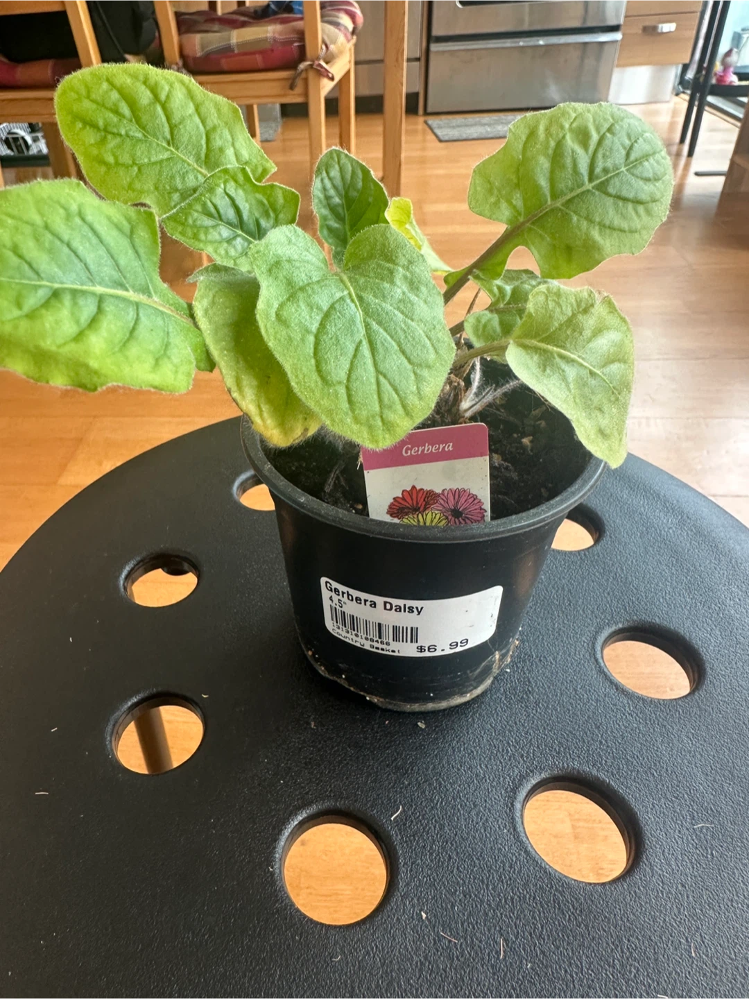 Gerbera Daisy Plant - photo 4