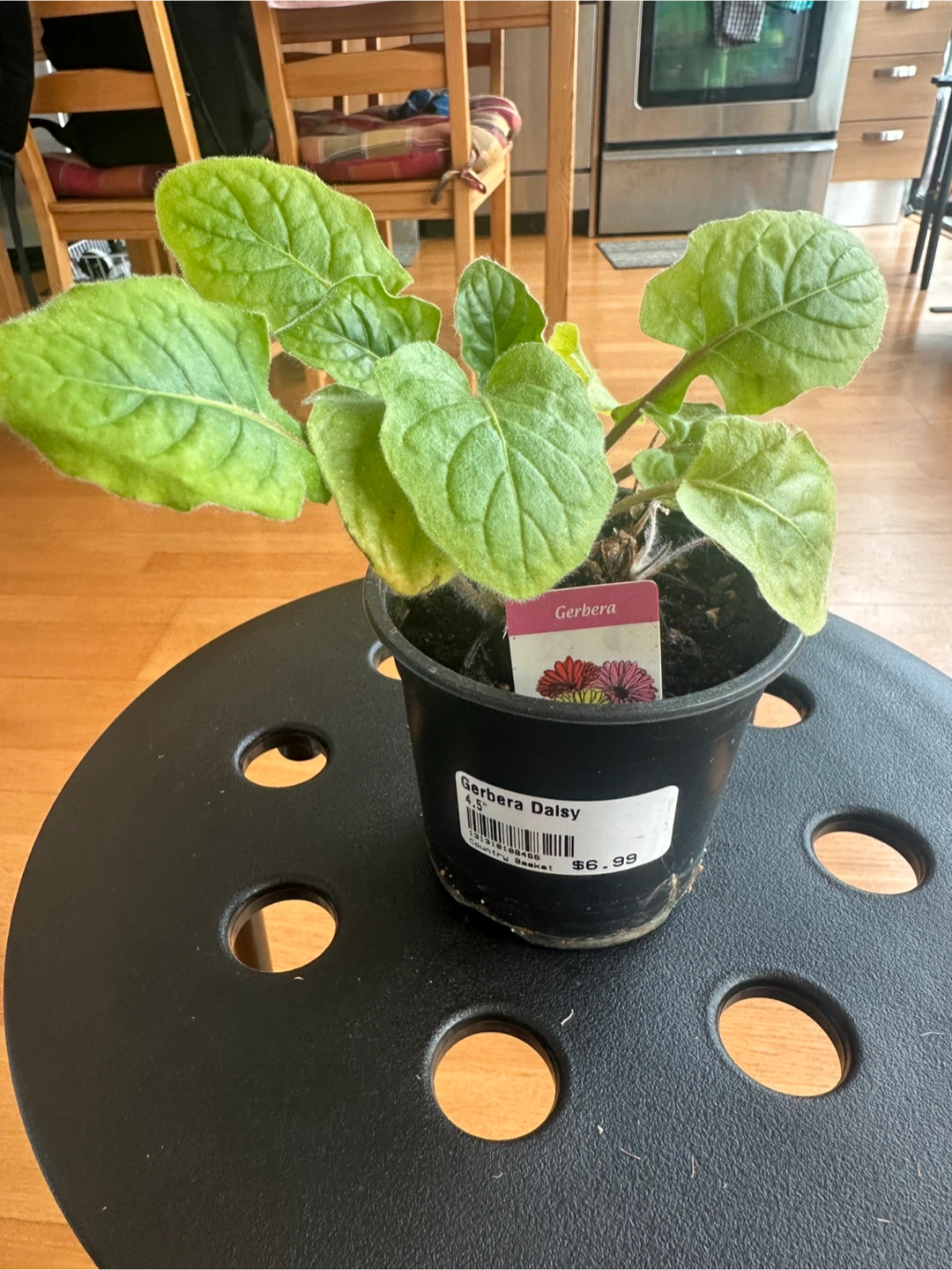 Gerbera Daisy Plant - photo 2