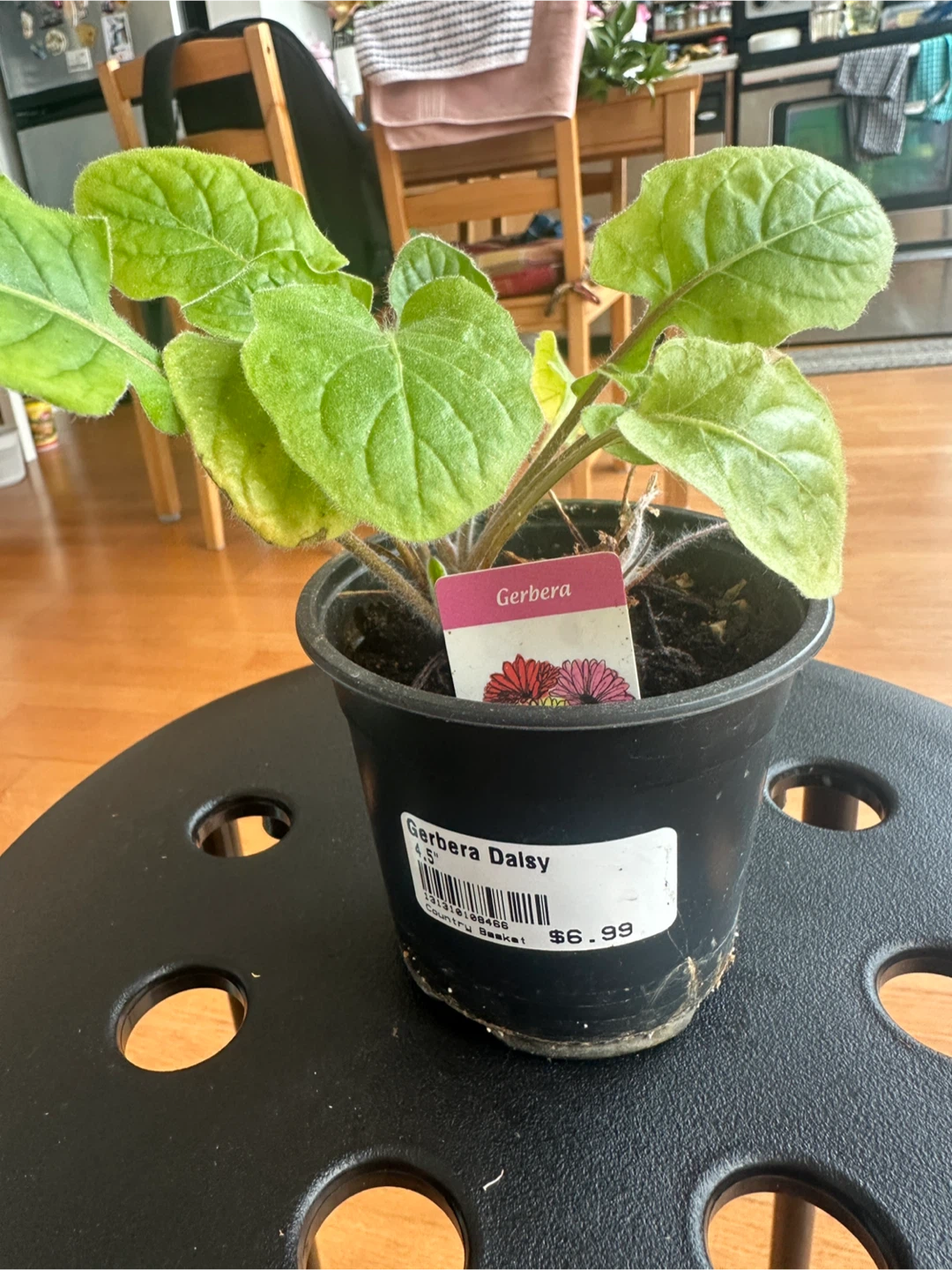 Gerbera Daisy Plant