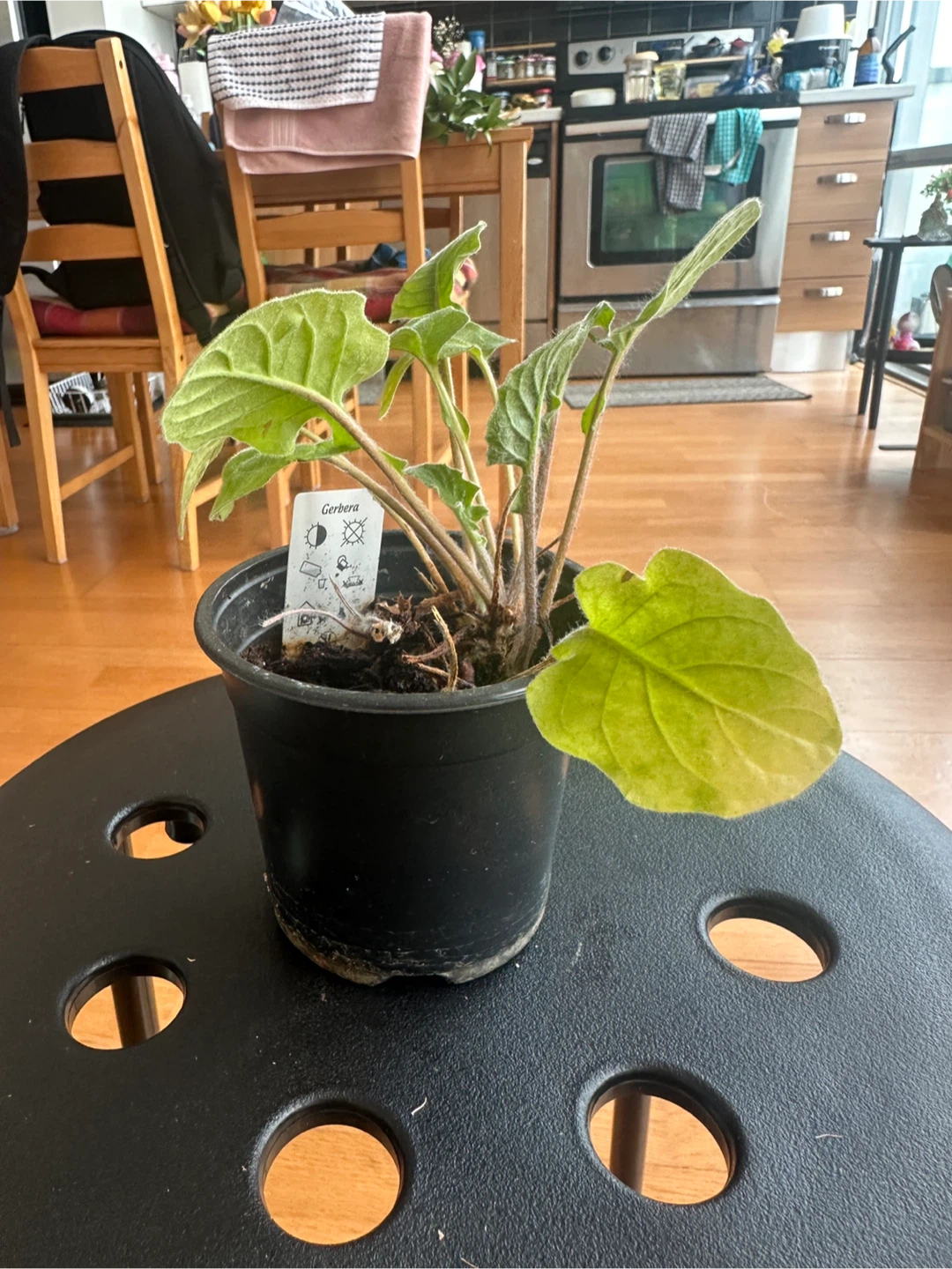 Gerbera Daisy Plant - photo 3