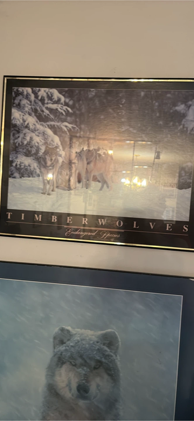 Timberwolves Endangered Species Framed Print