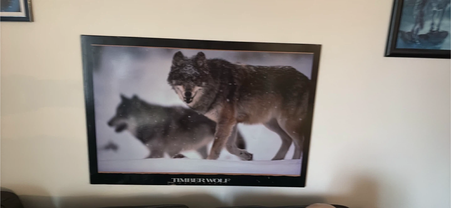 Timber Wolf Framed Print