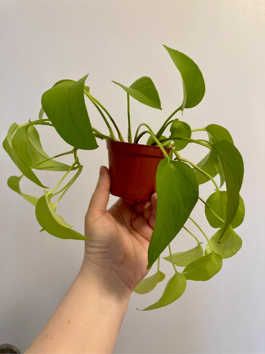 Neon Pothos