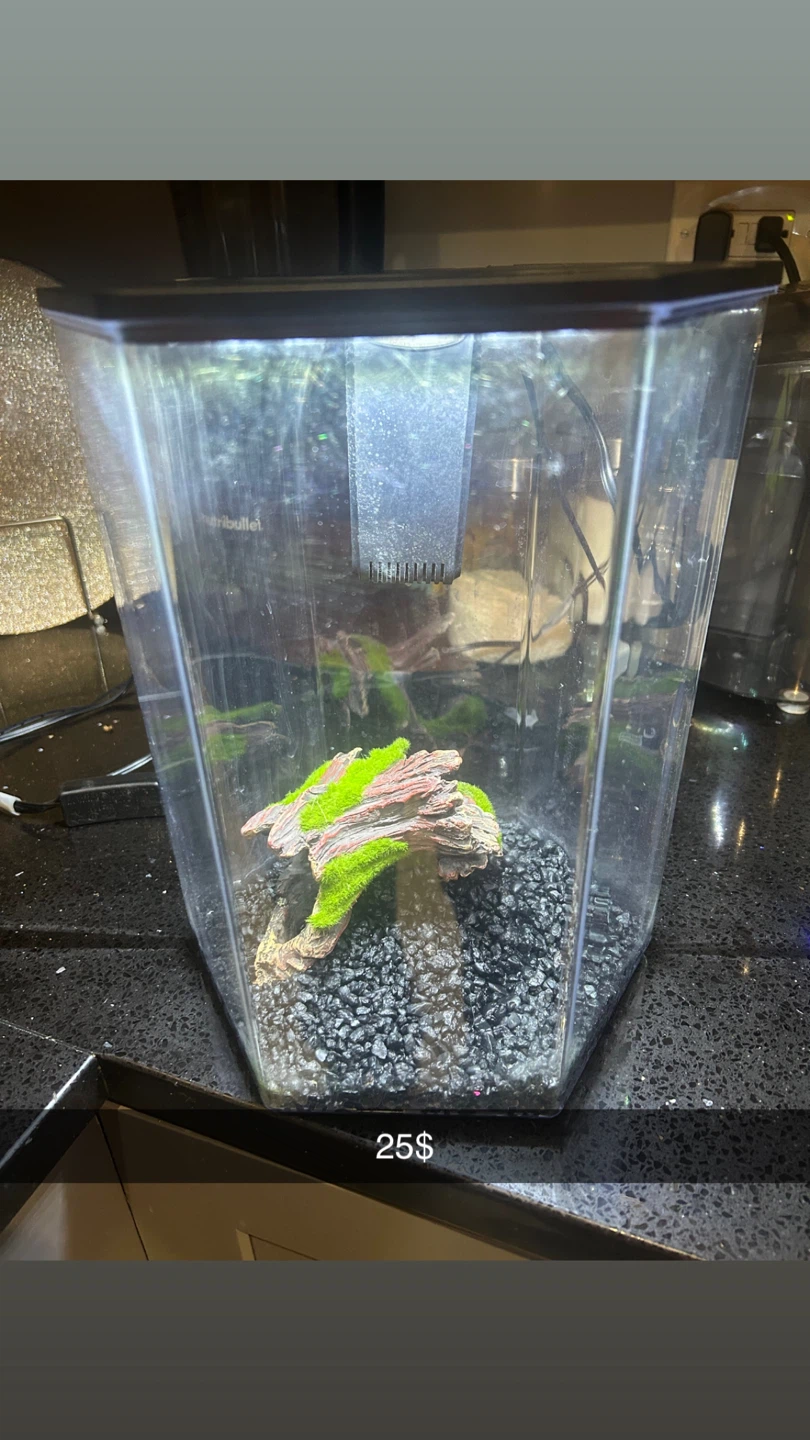 Aquarium Tank with Decorations