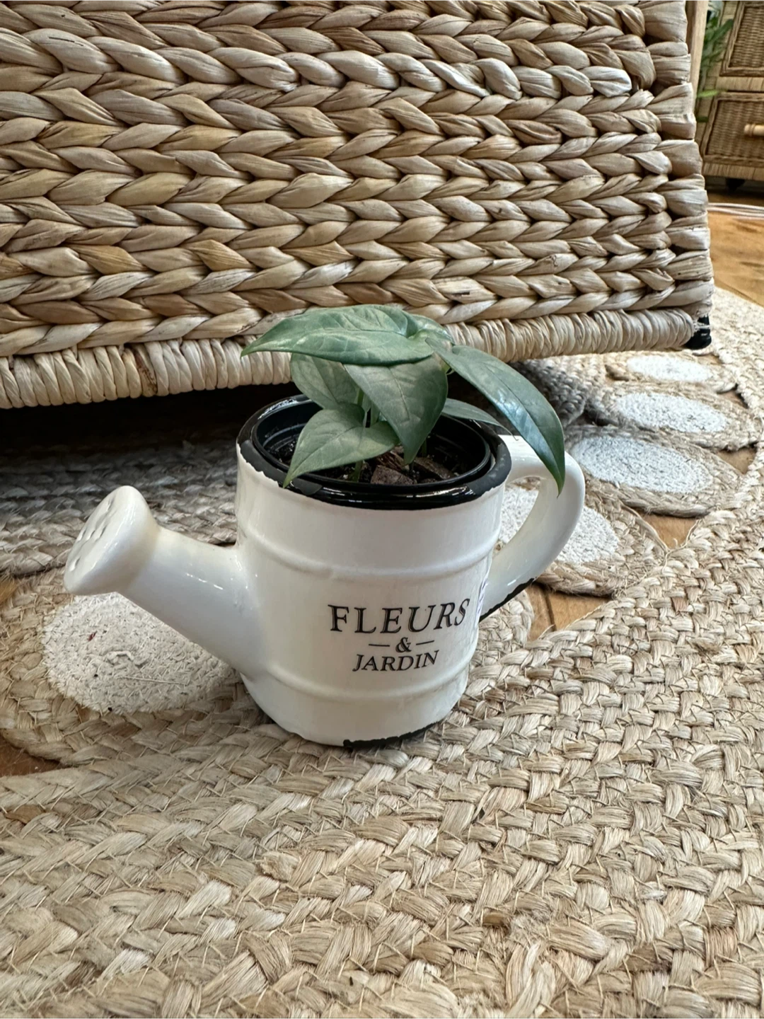 Watering Can Planter with Amydrium Medium Silver Plant - photo 3