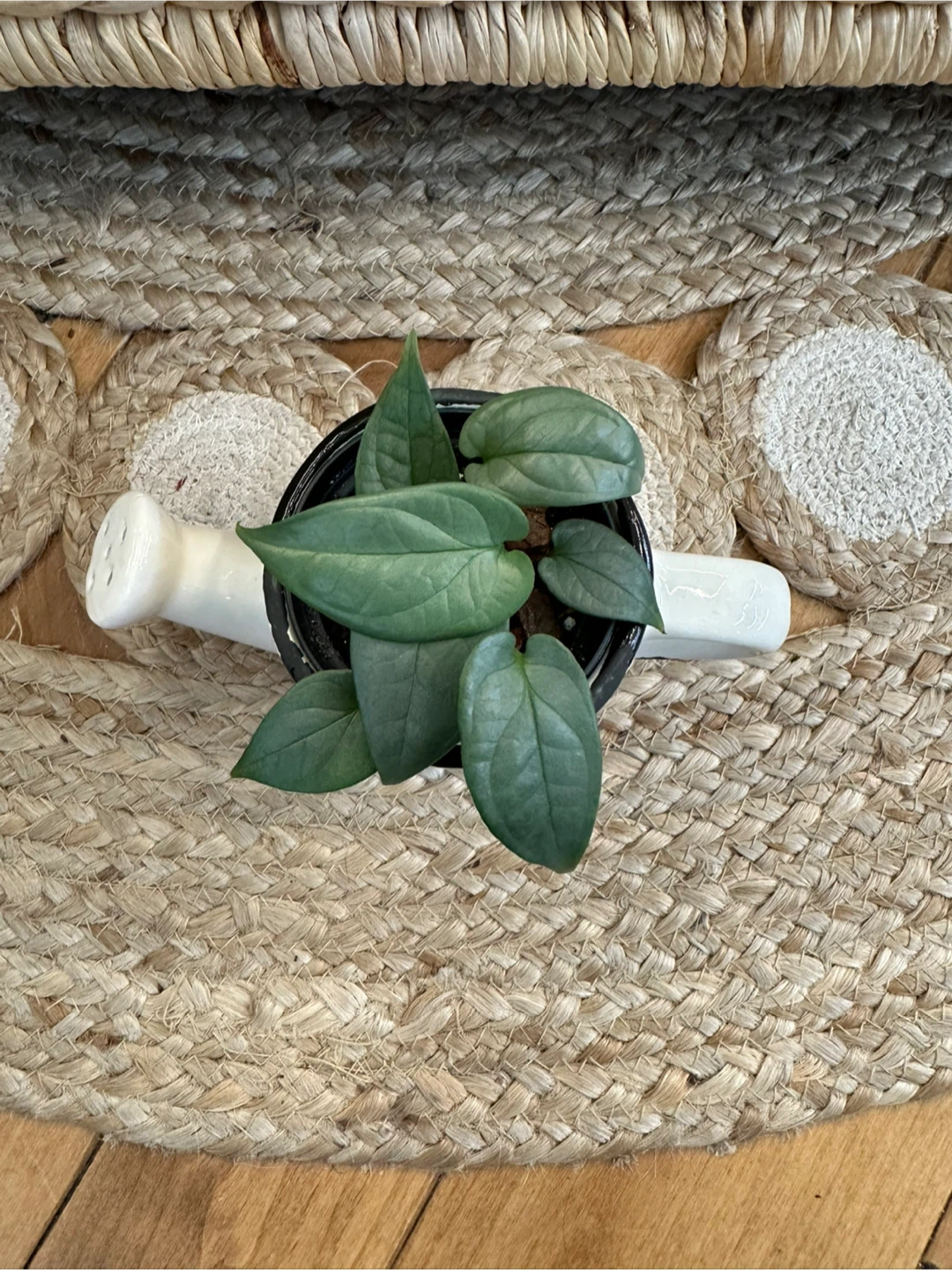 Watering Can Planter with Amydrium Medium Silver Plant - photo 2