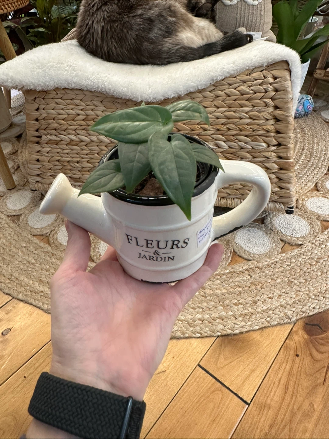 Watering Can Planter with Amydrium Medium Silver Plant - photo 4