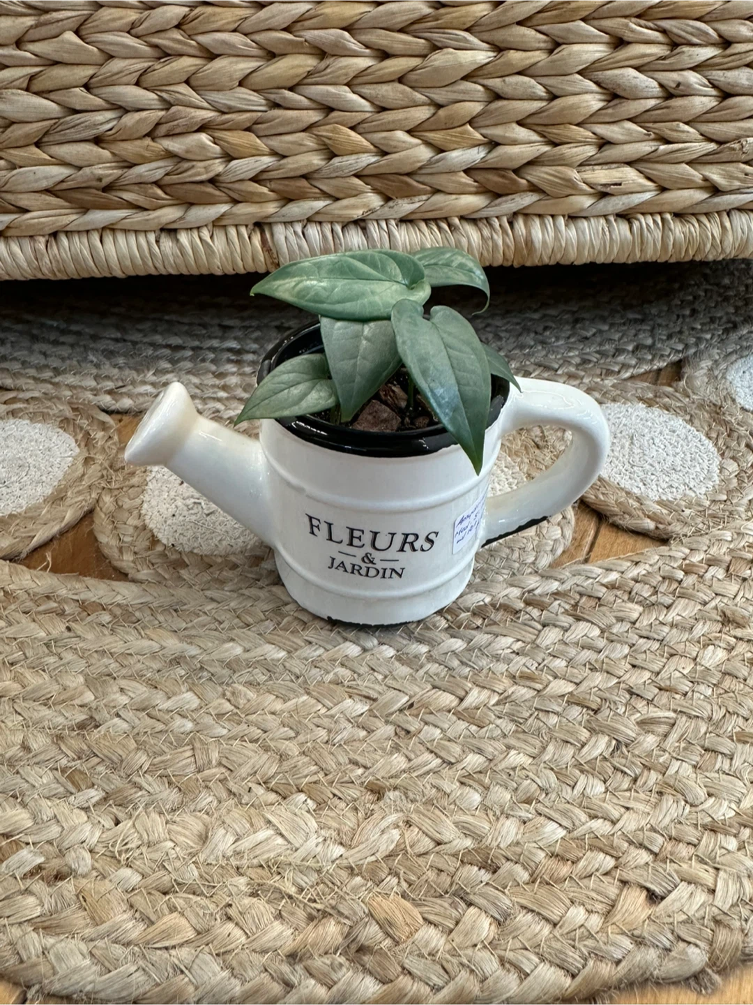 Watering Can Planter with Amydrium Medium Silver Plant
