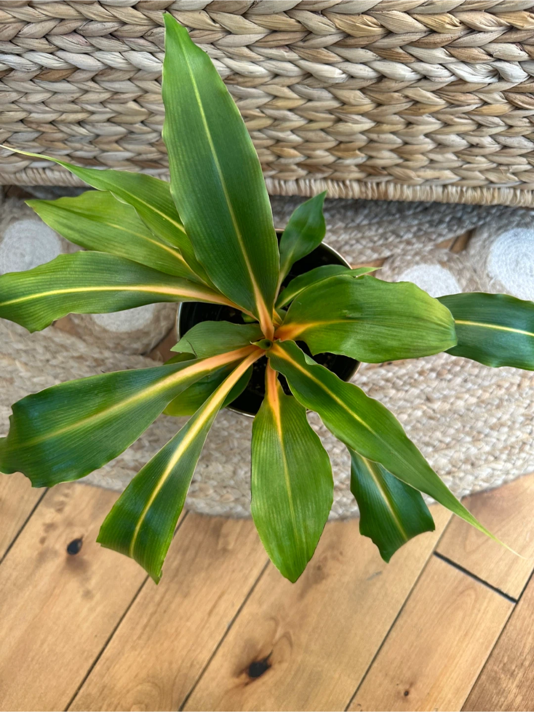 Chlorophytum orchidastrum 'Fire Flash' Plant in Copper Pot - photo 2