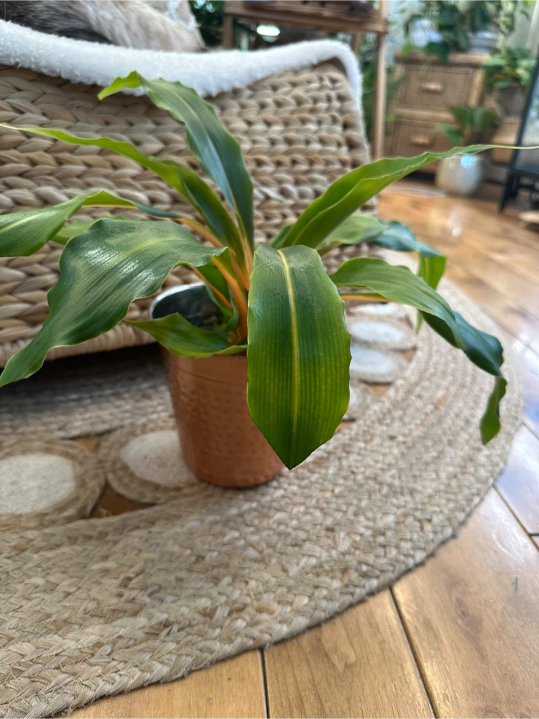 Chlorophytum orchidastrum 'Fire Flash' Plant in Copper Pot - photo 3