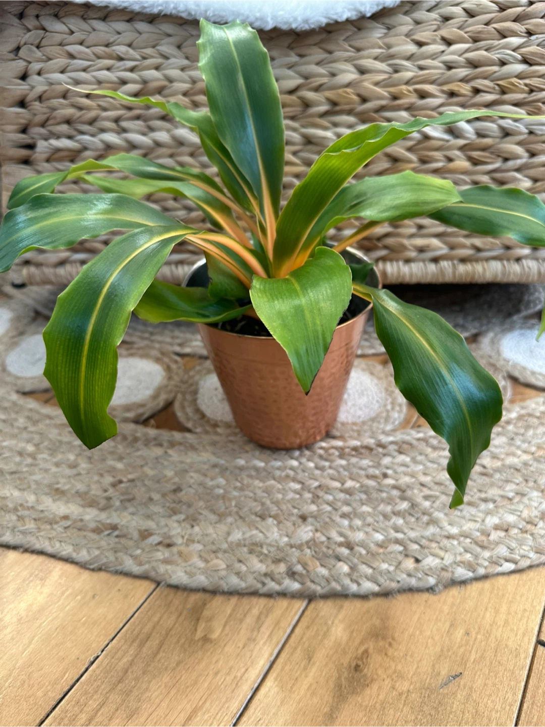 Chlorophytum orchidastrum 'Fire Flash' Plant in Copper Pot