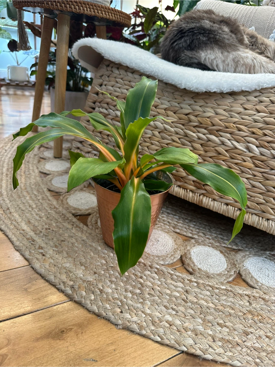 Chlorophytum orchidastrum 'Fire Flash' Plant in Copper Pot - photo 4