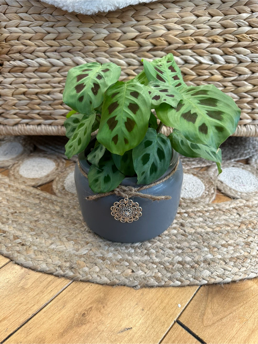 Maranta Lecouneura Prayer Plant in Grey Ceramic Pot