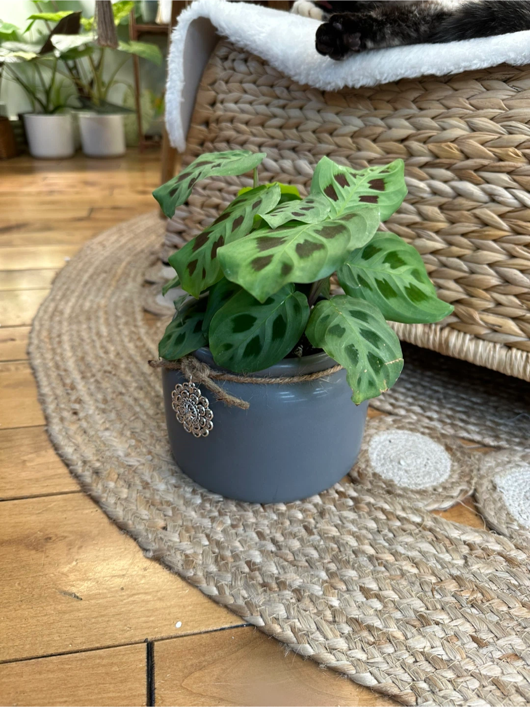 Maranta Lecouneura Prayer Plant in Grey Ceramic Pot - photo 4