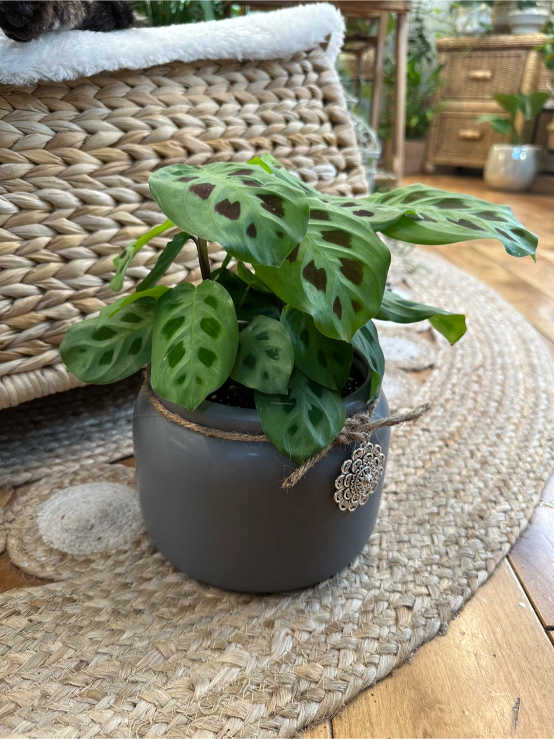 Maranta Lecouneura Prayer Plant in Grey Ceramic Pot - photo 3