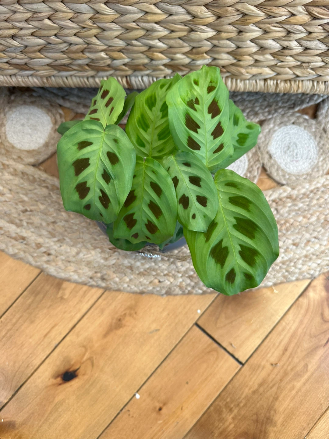 Maranta Lecouneura Prayer Plant in Grey Ceramic Pot - photo 5