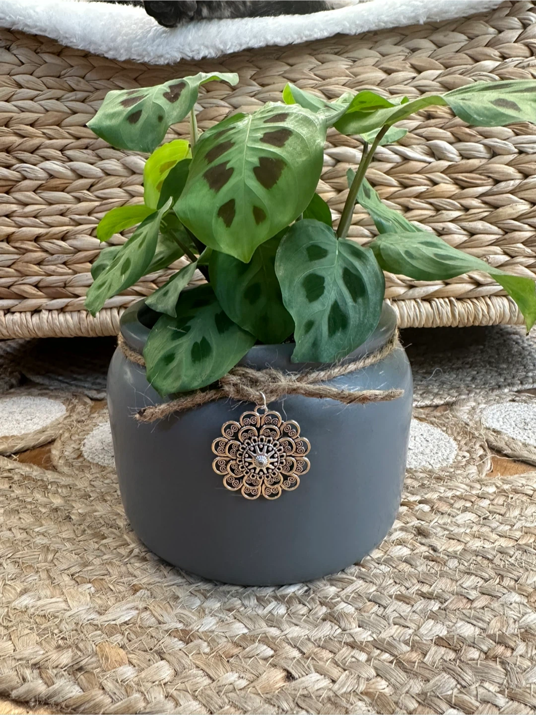 Maranta Lecouneura Prayer Plant in Grey Ceramic Pot - photo 2