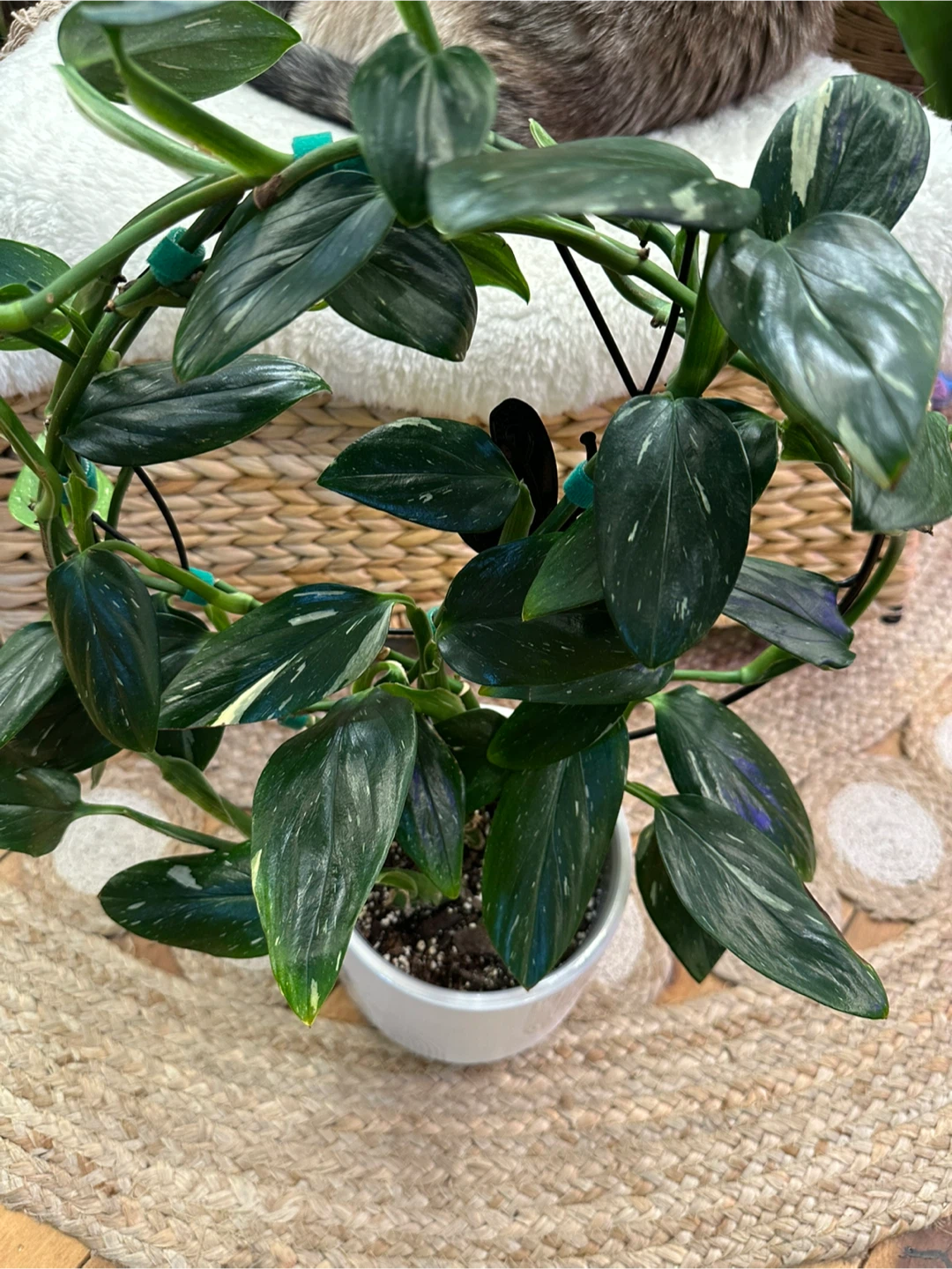 Monstera Cobra Albo on round black trellis w/ cover pot