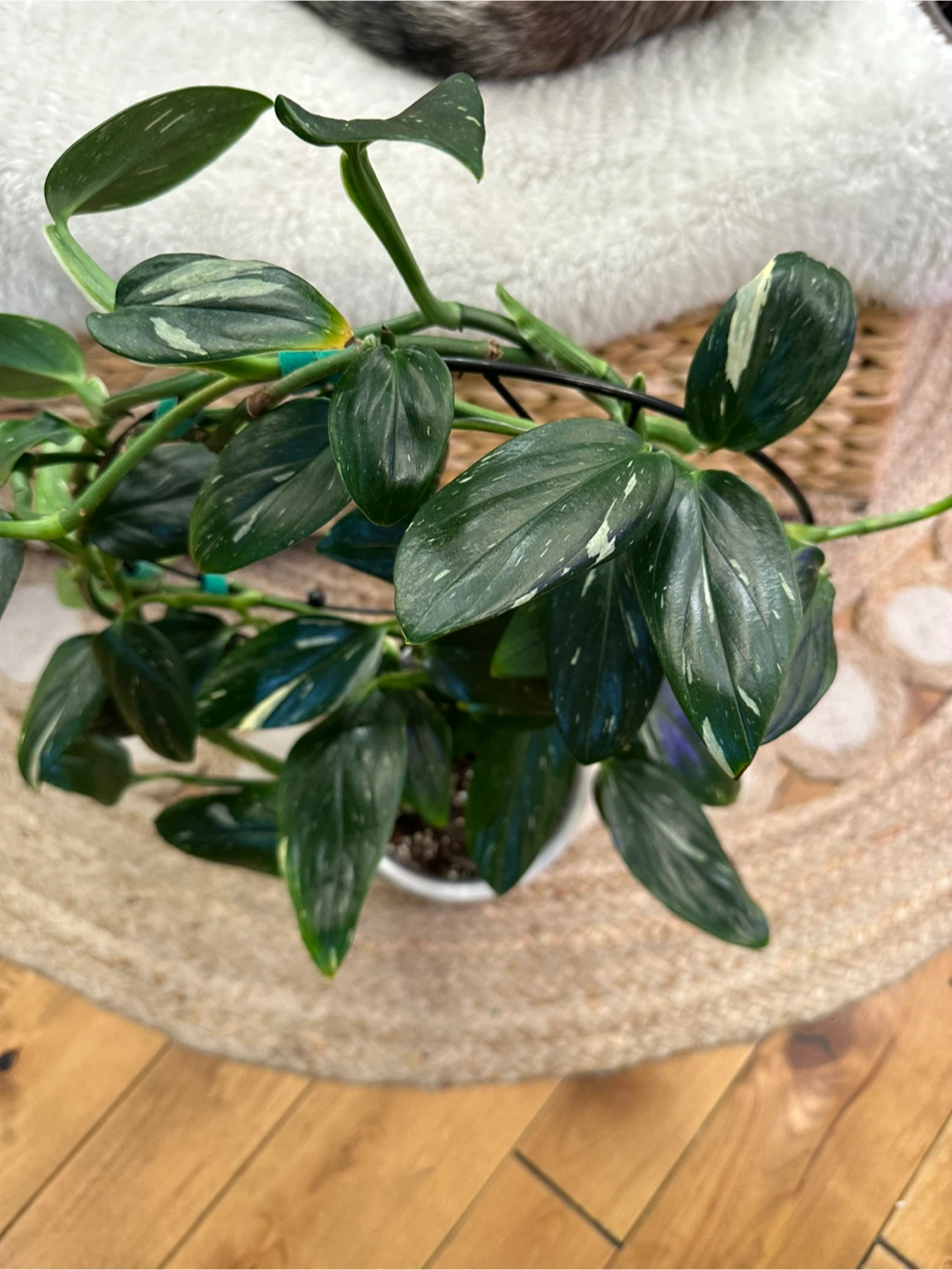Monstera Cobra Albo on round black trellis w/ cover pot - photo 3