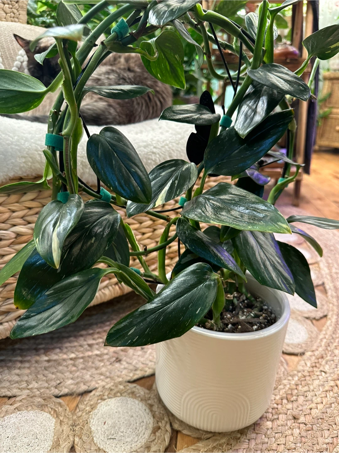 Monstera Cobra Albo on round black trellis w/ cover pot - photo 4