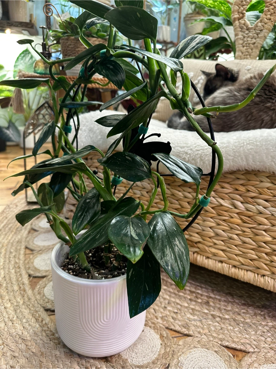 Monstera Cobra Albo on round black trellis w/ cover pot - photo 5