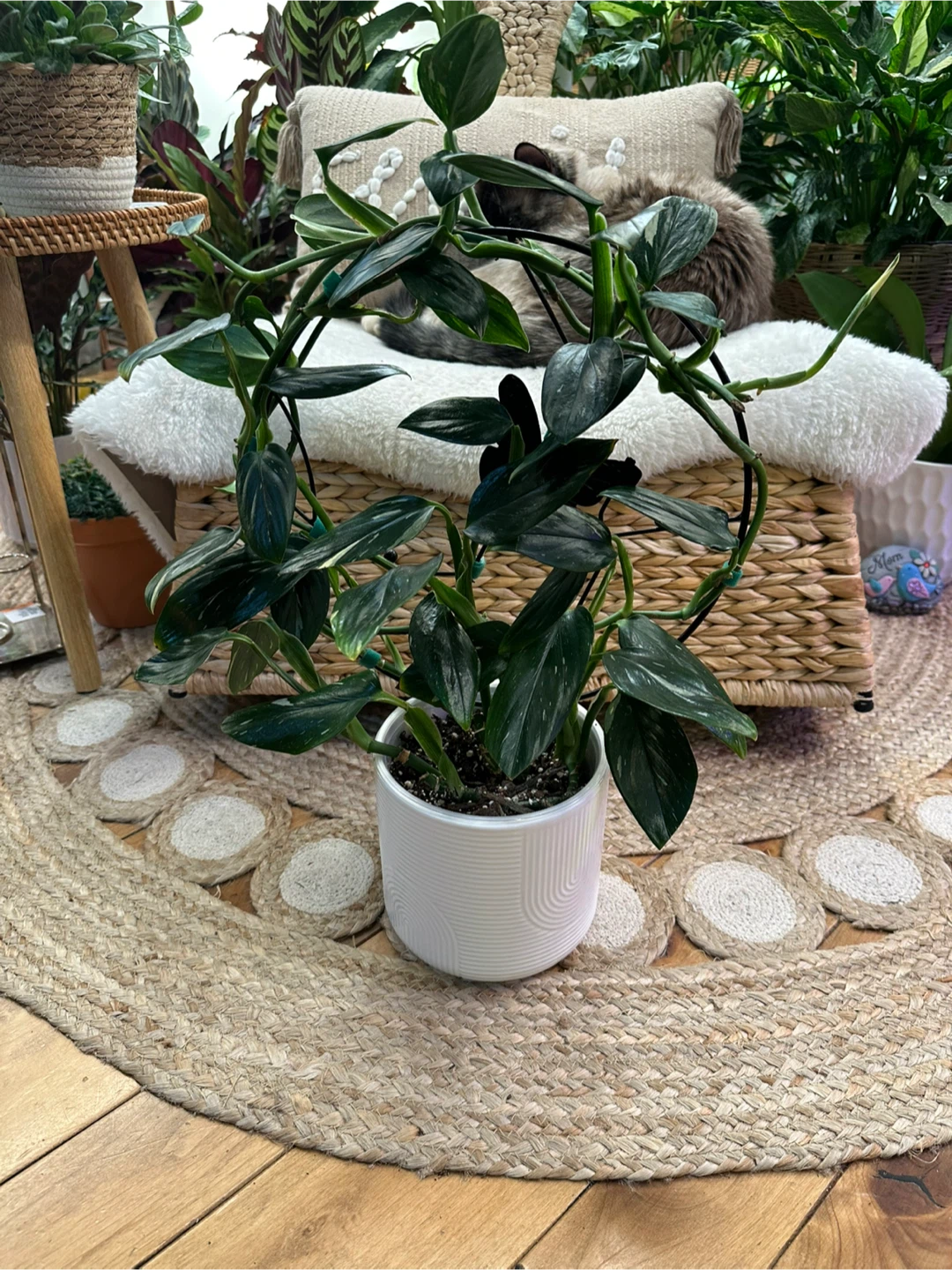 Monstera Cobra Albo on round black trellis w/ cover pot - photo 2