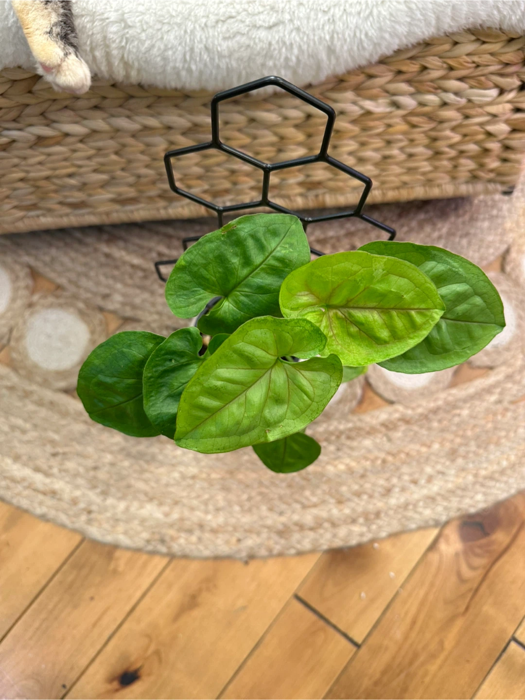Syngonium Pink Allusion in ceramic pot with honeycomb trellis
