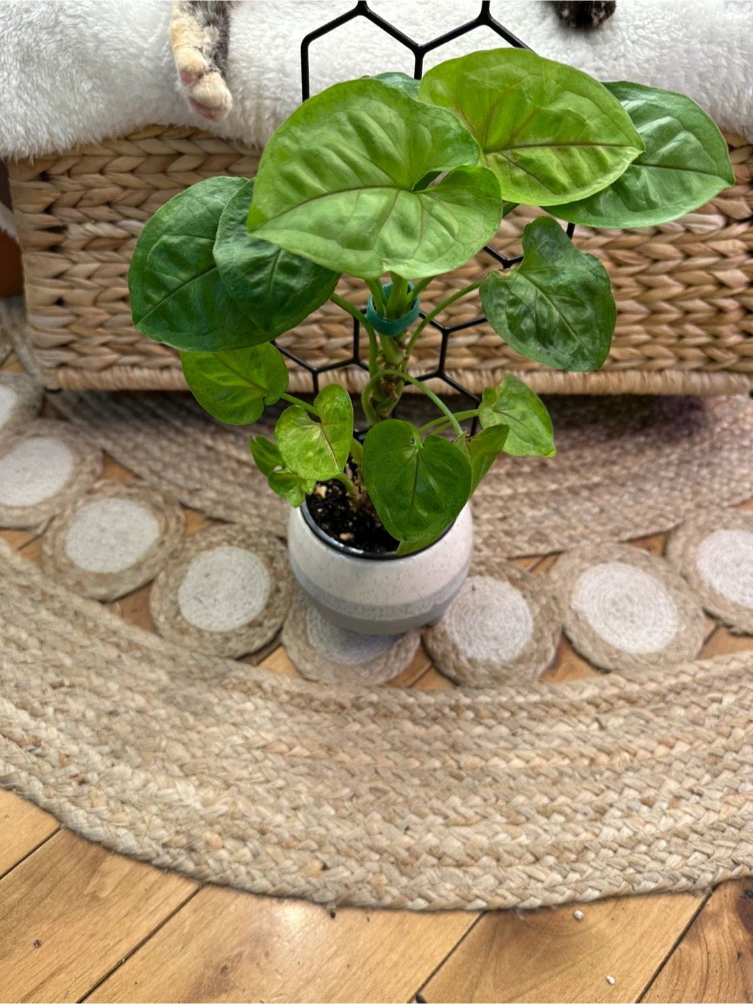 Syngonium Pink Allusion in ceramic pot with honeycomb trellis - photo 2