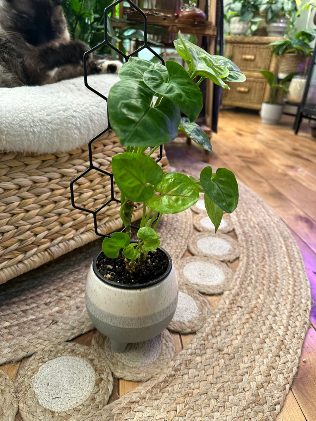 Syngonium Pink Allusion in ceramic pot with honeycomb trellis - photo 4