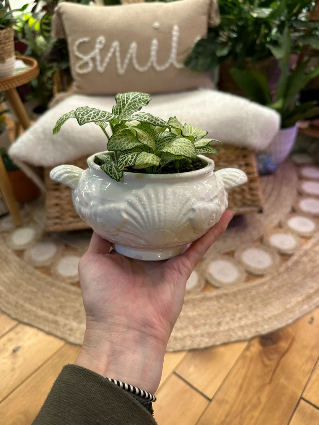 Fittonia Nerve Plant in vintage seashell themed sugar bowl