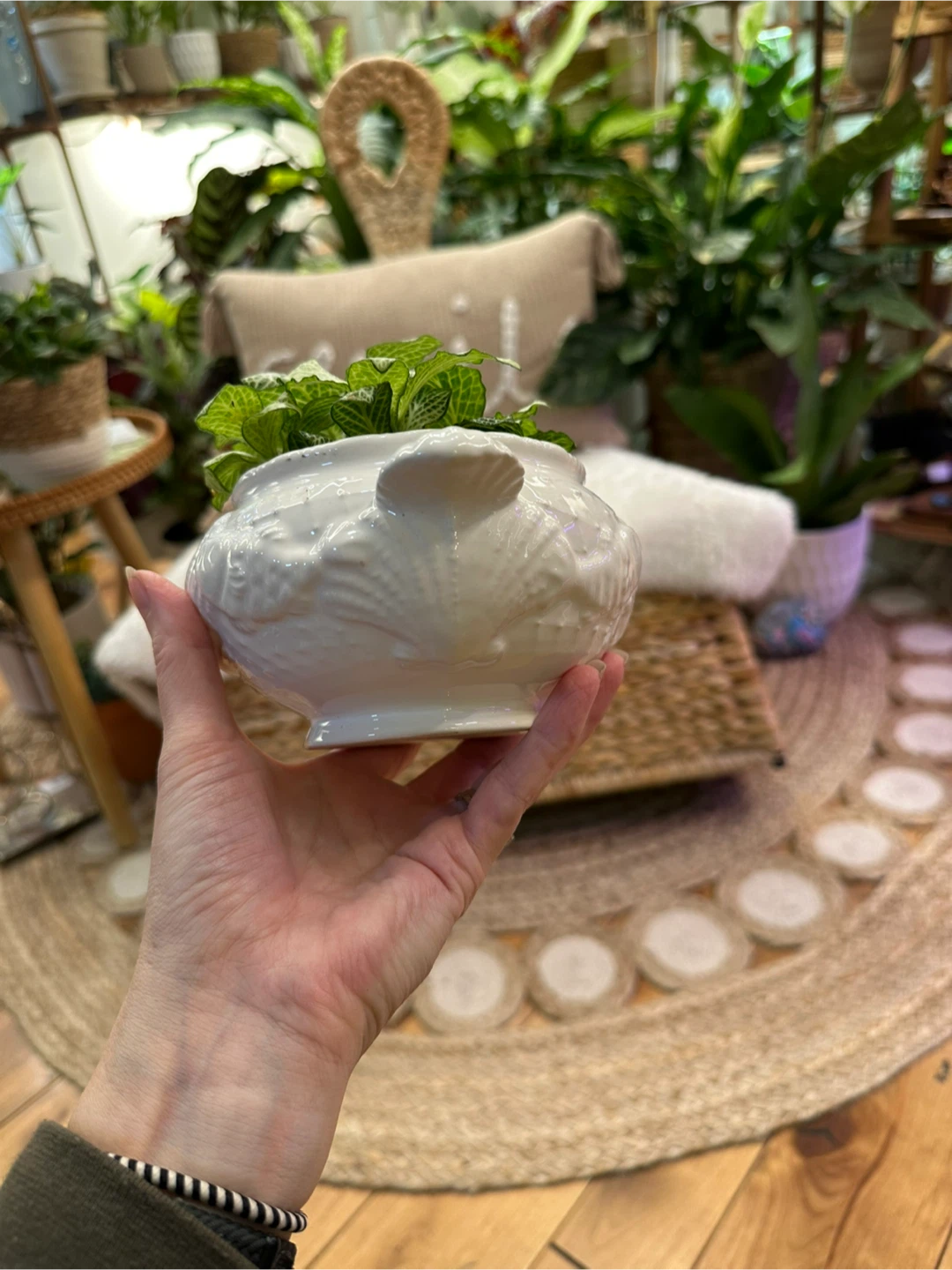 Fittonia Nerve Plant in vintage seashell themed sugar bowl - photo 3
